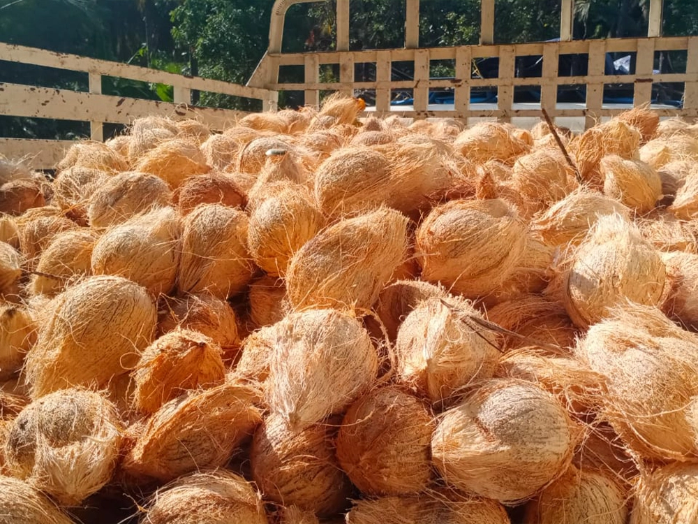 Coconut