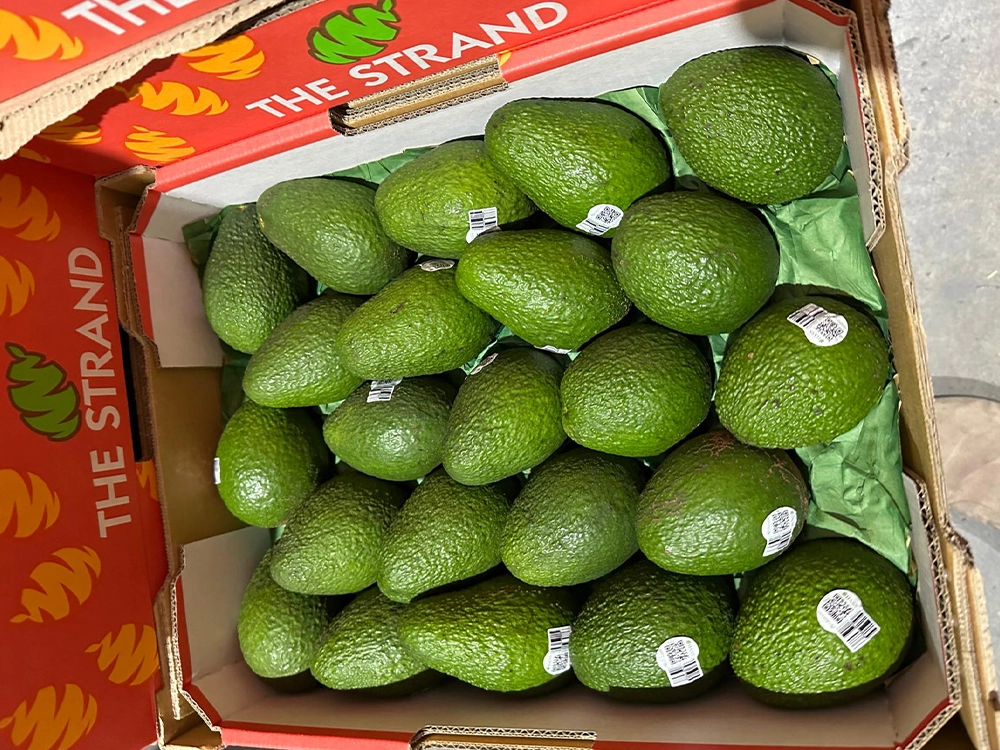 Avocado